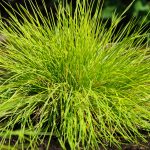 festuca glauca golden toupee 2