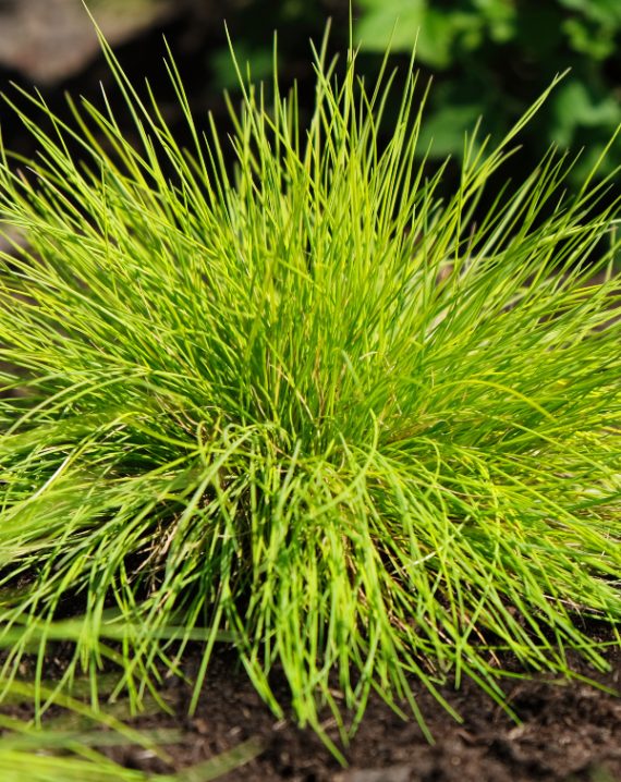 festuca glauca golden toupee 2
