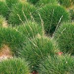 festuca scoparia 1