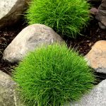 festuca scoparia