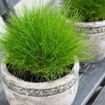 festuca scoparia 2