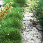 festuca scoparia 3