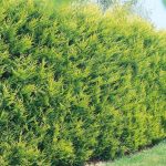 lejlandi castlewellan gold 1