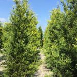 lejlandi castlewellan gold