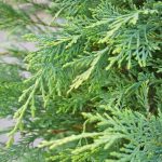 lejlandi castlewellan gold 2