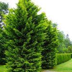 lejlandi castlewellan gold 3