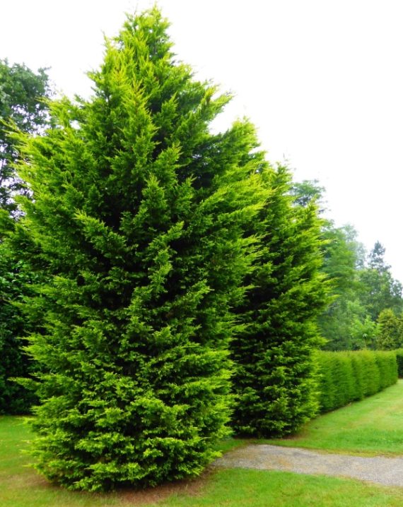 lejlandi castlewellan gold 3