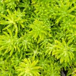 sedum lemon ball 1