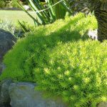 sedum lemon ball