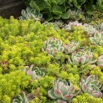 sedum lemon ball 2