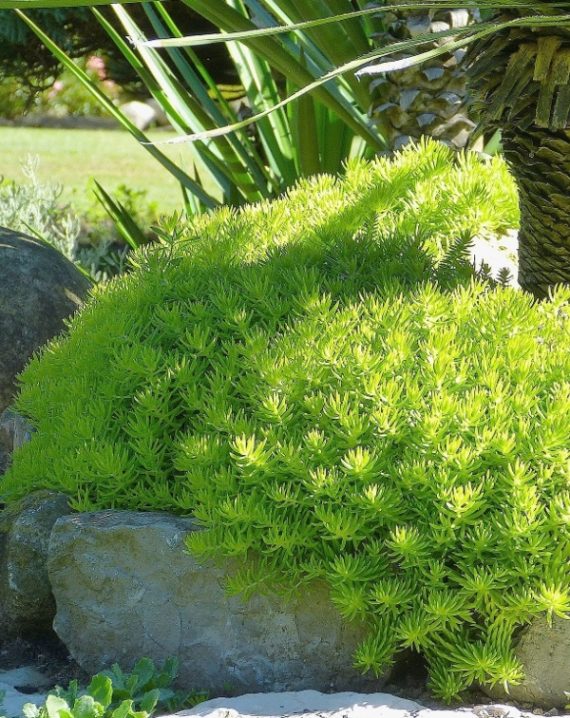 sedum lemon ball