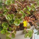 sedum makinoi salsa verde 1