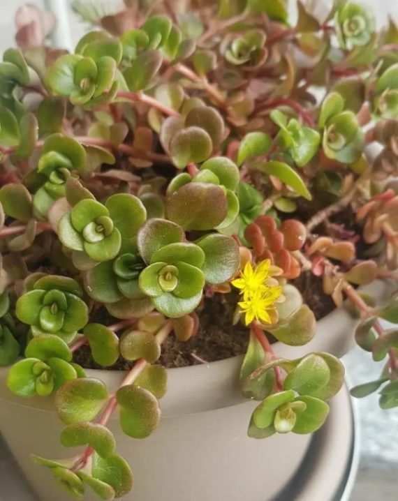 sedum makinoi salsa verde 1