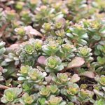 sedum makinoi salsa verde