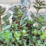 sedum makinoi salsa verde 3