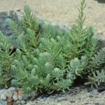 sedum sediforme turquoise tails 1