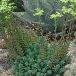 sedum sediforme turquoise tails 2