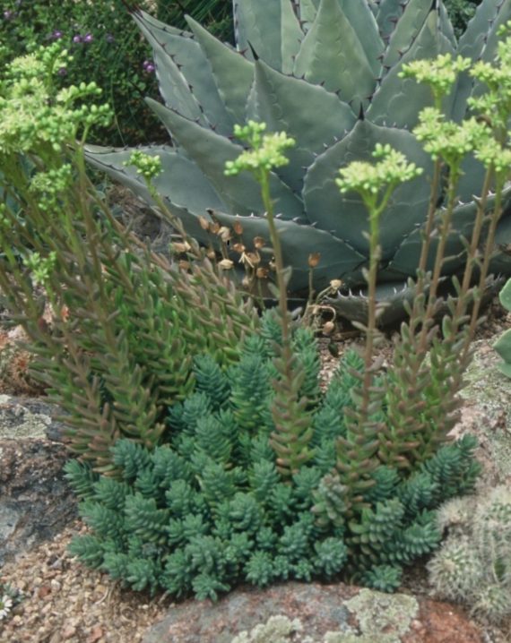 sedum sediforme turquoise tails 2