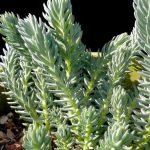 sedum sediforme turquoise tails 3
