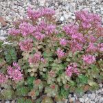 sedum spurium coccineum 1