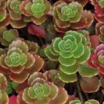 sedum spurium coccineum