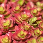sedum spurium coccineum 2