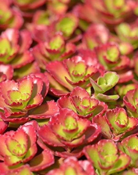 sedum spurium coccineum 2
