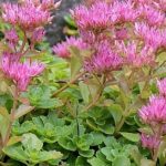 sedum spurium coccineum 3