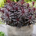 euphorbia miners merlot 1