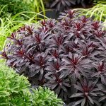 euphorbia miners merlot