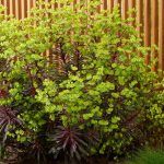 euphorbia miners merlot 2