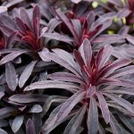 euphorbia miners merlot 3