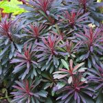 euphorbia miners merlot 5