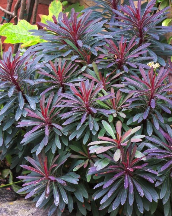 euphorbia miners merlot 5