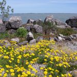 hymenoxys herbacea 1