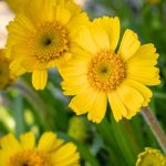 hymenoxys herbacea