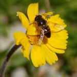 hymenoxys herbacea 2