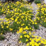 hymenoxys herbacea 3