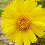 hymenoxys herbacea 4