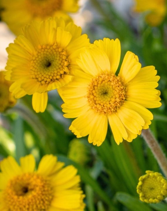 hymenoxys herbacea