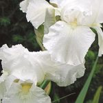 iris beli 2