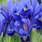 iris reticulata 1