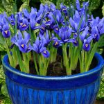iris reticulata