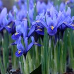 iris reticulata 2