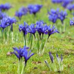 iris reticulata 3