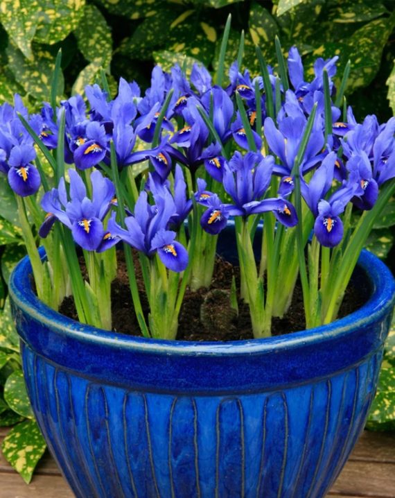 iris reticulata
