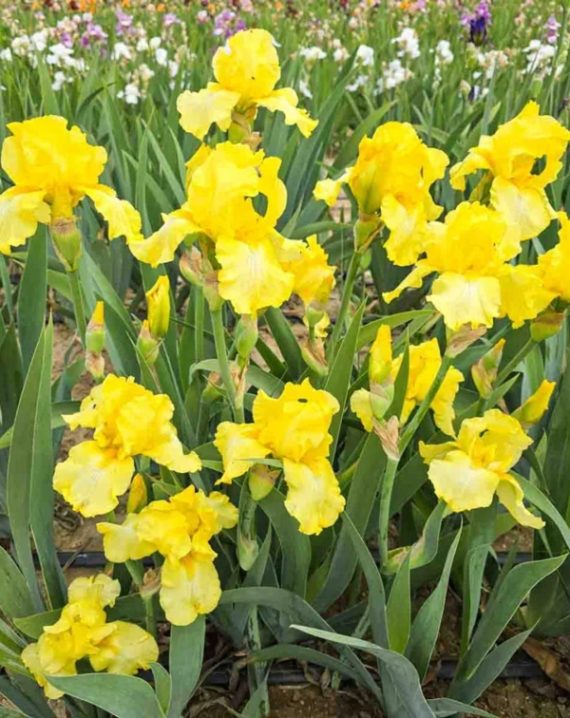 iris zuti 3