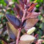 lonicera nitida purple storm 1