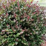 lonicera nitida purple storm