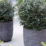 lonicera nitida purple storm 2